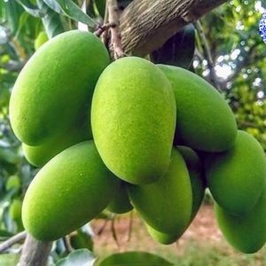 Dusehri Mango 9-10kg Box