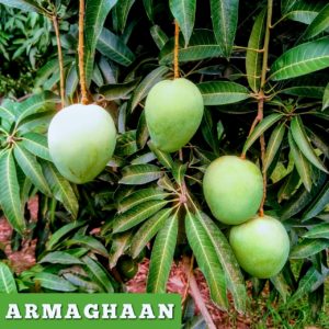 Armaghan Gift Box (9 to 10) kg - Free Home Delivery TCS