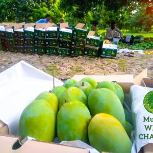 Multani White Chaunsa Gift Box (9.5 to 10kg) - Free Delivery