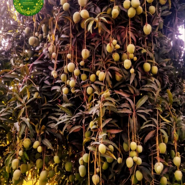 Pure Chaunsa of Multan