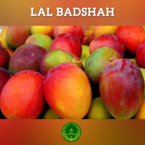 LAL BADSHAH Gift Box 5kg - (Free Home Delivery)