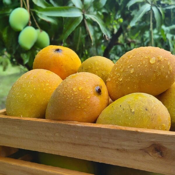 Mangoes