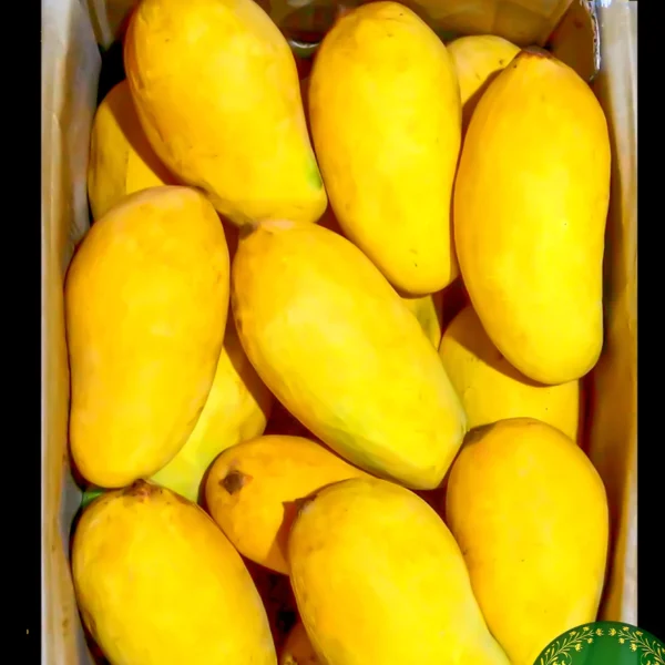 SINDHRI MANGO