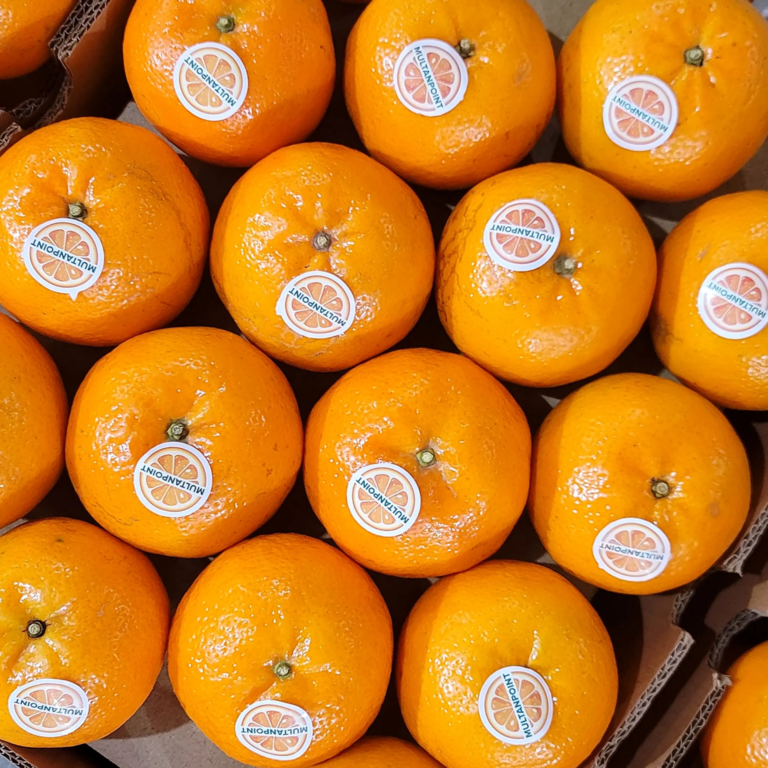 Kinnow Export Quality