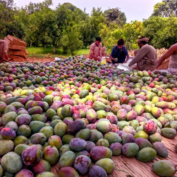 Red king Mango, LAL Badshah mango, shan e Khuda mango