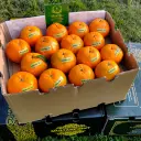Kinnow Export Quality