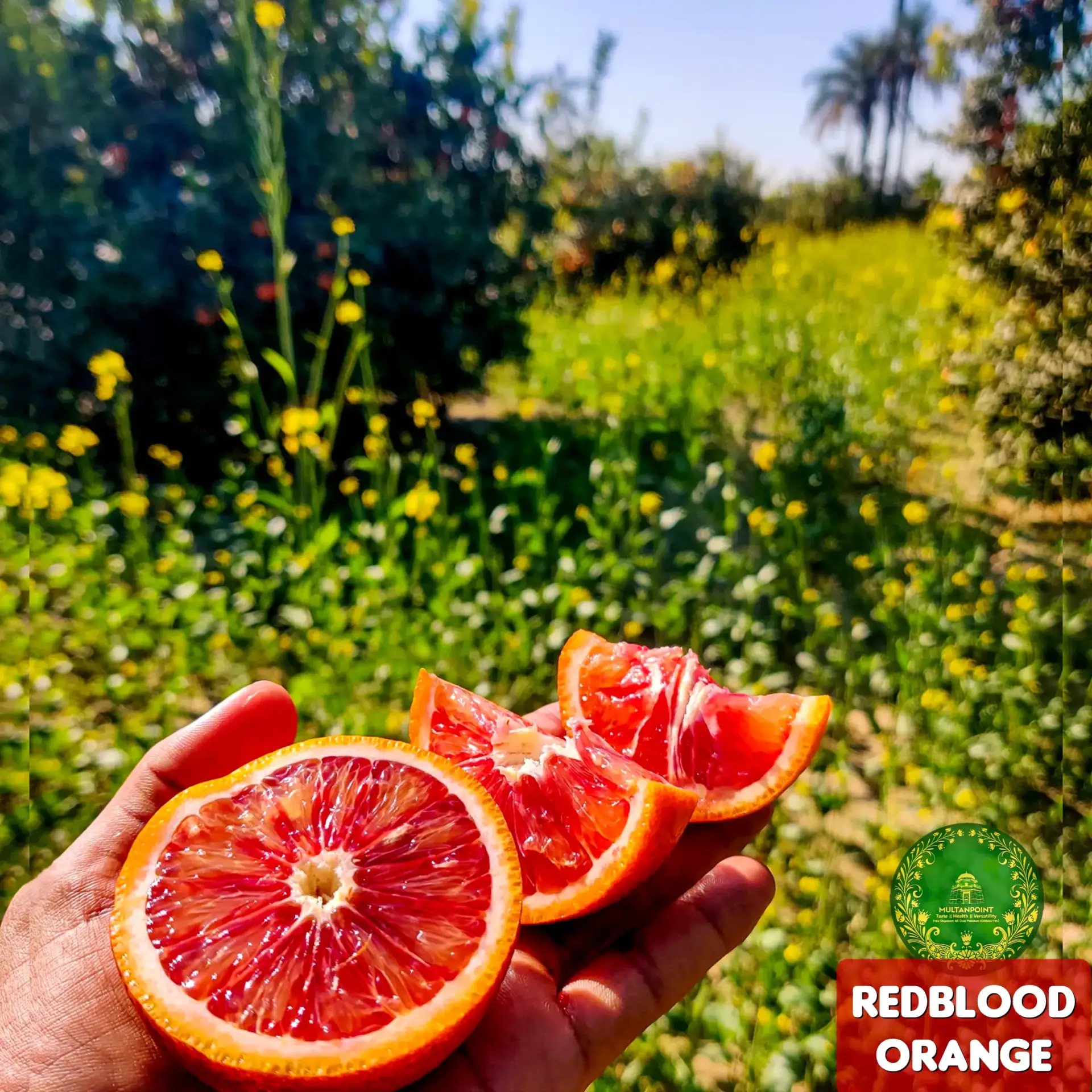 Redblood Orange