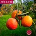 Redblood Orange