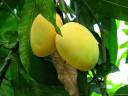 Fajri-Full2