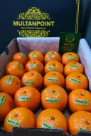 Kinnow MultanPoint