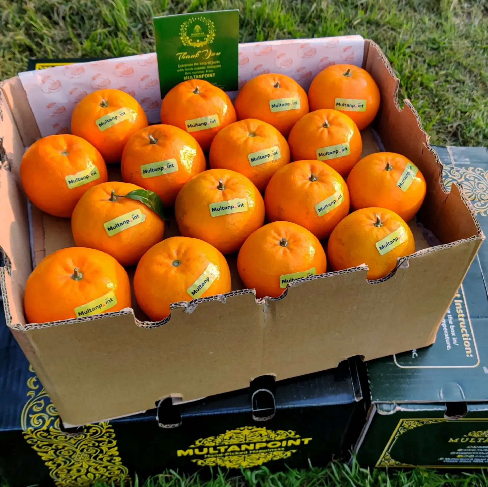 Kinnow Export Quality